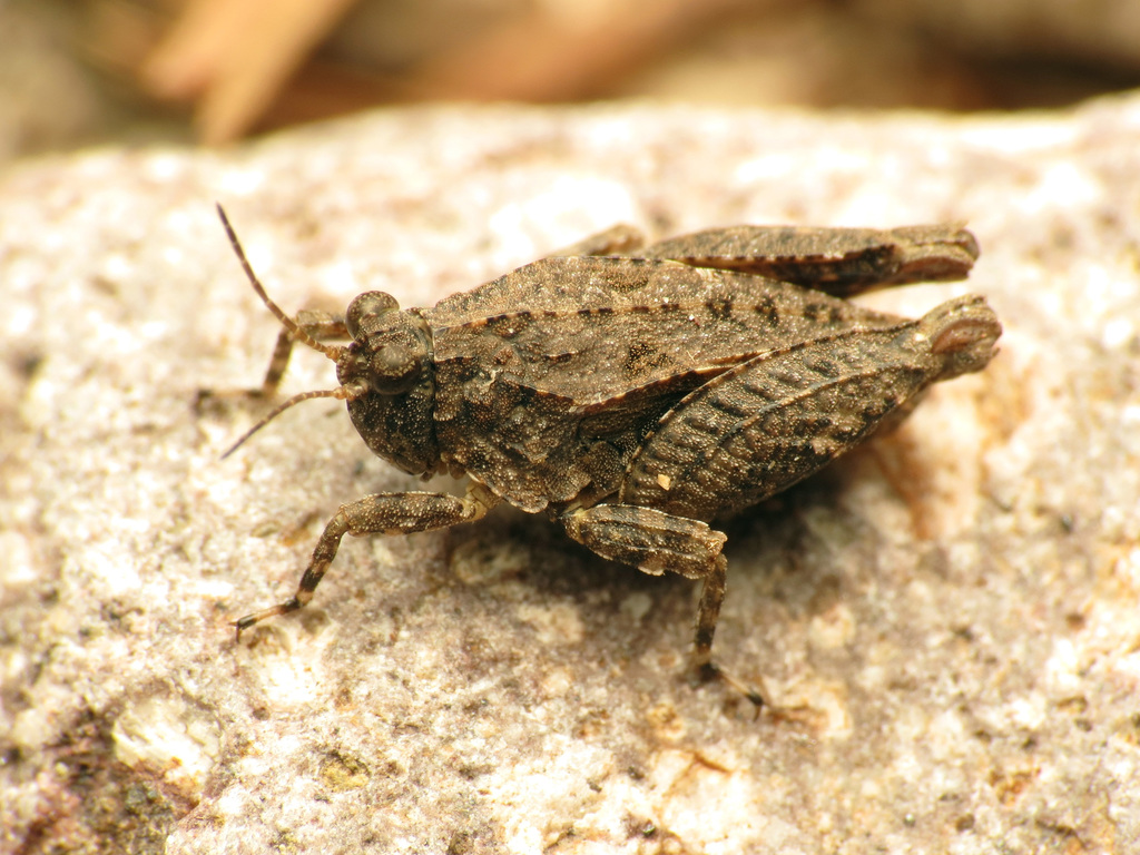 Clypeotettix mexicanus