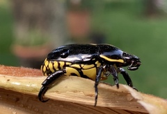 Rutela lineola