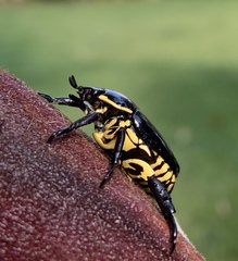 Rutela lineola