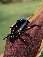 Rutela lineola
