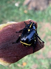 Rutela lineola