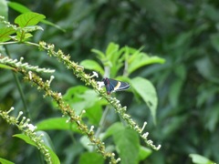 Mysoria barcastus