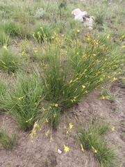 Bobartia orientalis