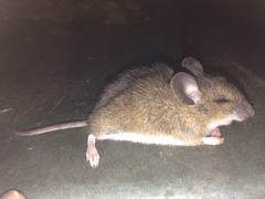 Apodemus flavicollis