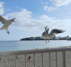 Chroicocephalus ridibundus