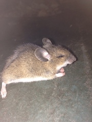 Apodemus flavicollis