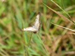 Mestra hersilia