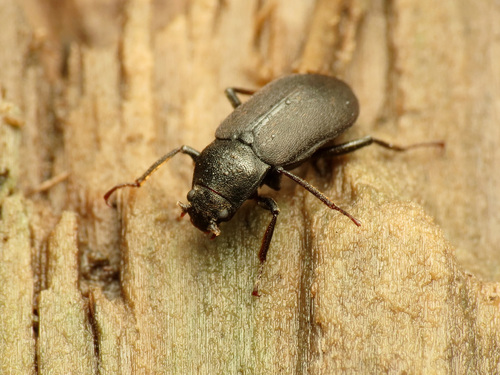 Dryopidae