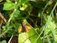 Polites vibex praeceps