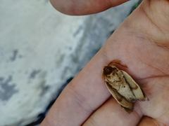 Lasiocampa trifolii cocles