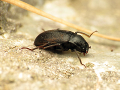 Dryopidae