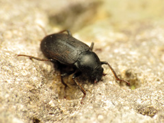 Dryopidae