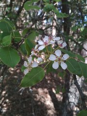 Pyrus cordata