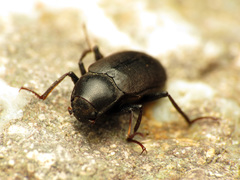 Dryopidae