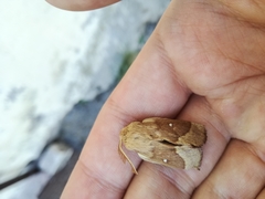 Lasiocampa trifolii cocles