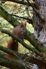 Sciurus vulgaris