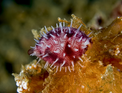 Testudovolva nipponensis