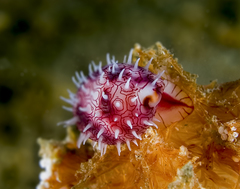 Testudovolva nipponensis