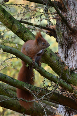 Sciurus vulgaris