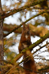 Sciurus vulgaris
