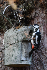 Dendrocopos major