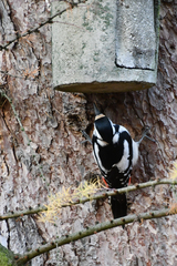 Dendrocopos major