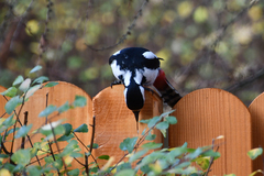 Dendrocopos major