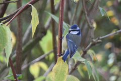 Cyanistes caeruleus