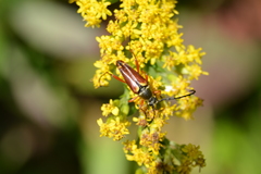 Typocerus