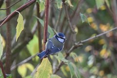 Cyanistes caeruleus