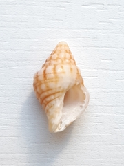 Leucozonia ocellata