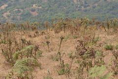 Eschenbachia stricta