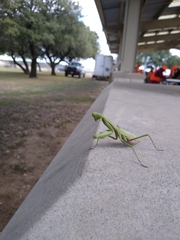 Stagmomantis