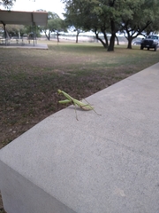 Stagmomantis