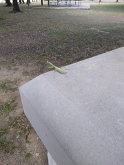 Stagmomantis