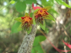 Tropaeolum pentaphyllum