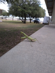 Stagmomantis