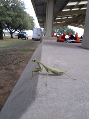 Stagmomantis