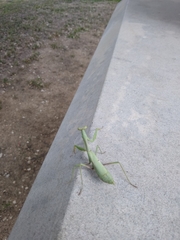 Stagmomantis