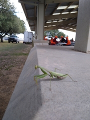 Stagmomantis