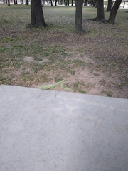 Stagmomantis