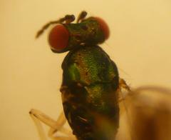 Chrysocharis gemma