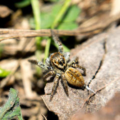 Carrhotus xanthogramma