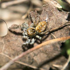 Carrhotus xanthogramma