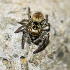 Carrhotus xanthogramma