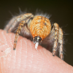 Carrhotus xanthogramma
