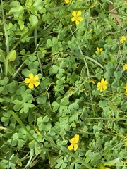 Oxalis texana