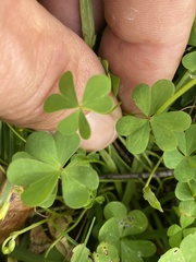 Oxalis texana