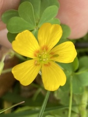Oxalis texana