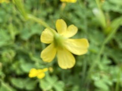 Oxalis texana